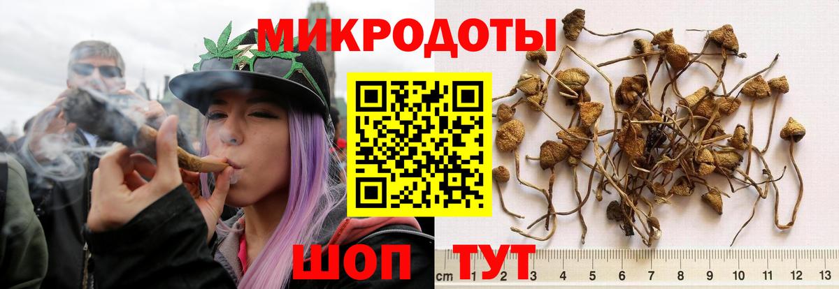 Галлюциногенные грибы Psilocybine cubensis Красноярск